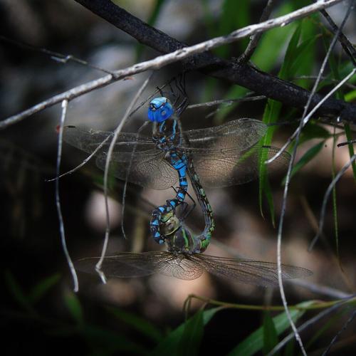 Beyond the Surface: Life Inside a Spring
