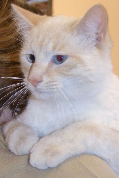 Pets for adoption