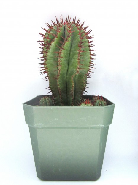 Tohono Chul Park hosts Monsoon Madness plant sale   