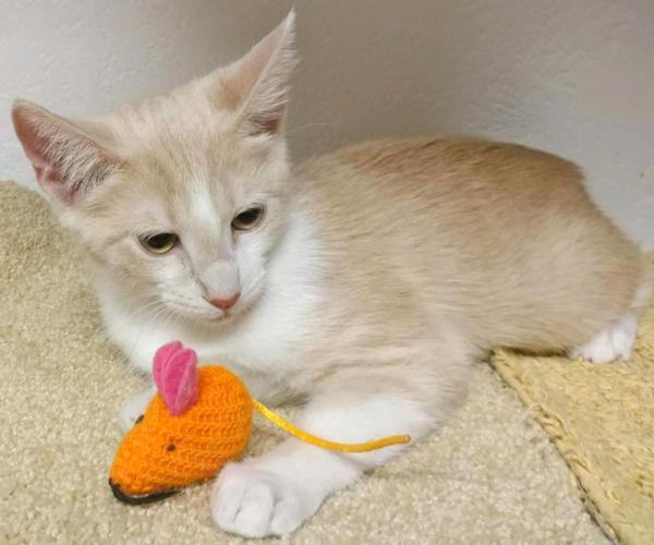 Adopt A Friend: Roxie