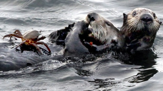 Animal shots of the week