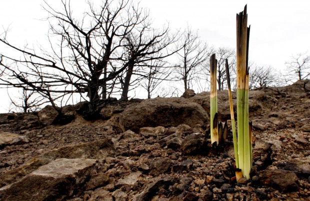 After the fire at Chiricahua National Monument