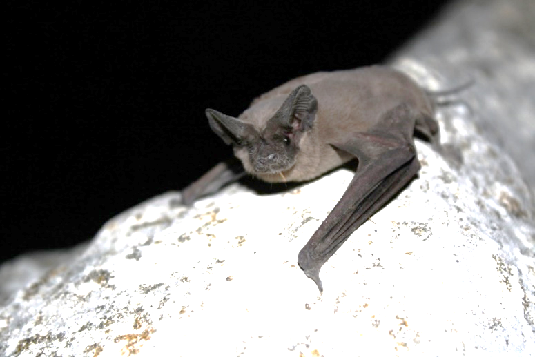 County health officials concerned about rabid bats