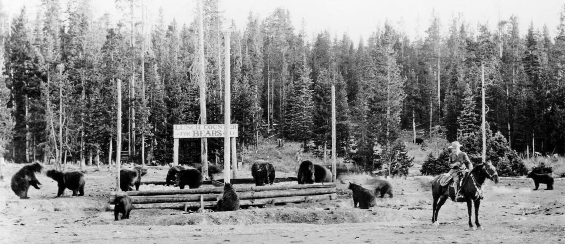 Bear lunch counter