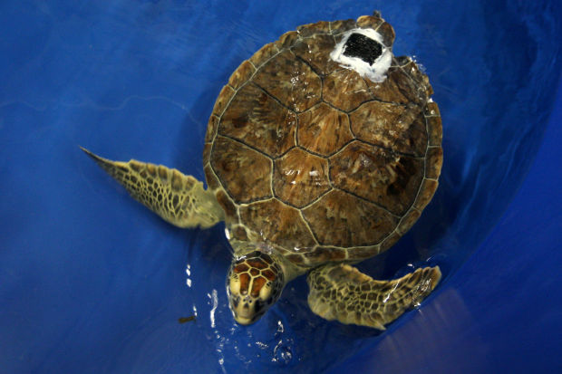 Animal shots of the week