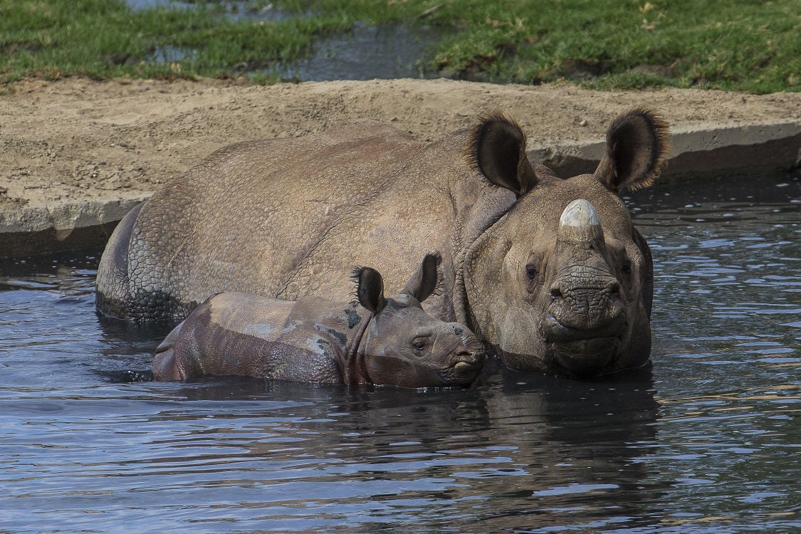 Photos: Baby zoo animals | Entertainment | tucson.com