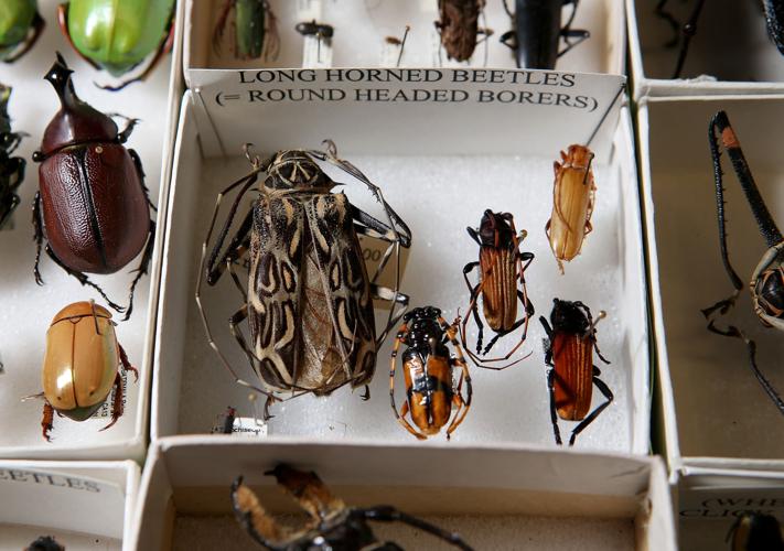 Entomologists Charlie and Lois O'Brien