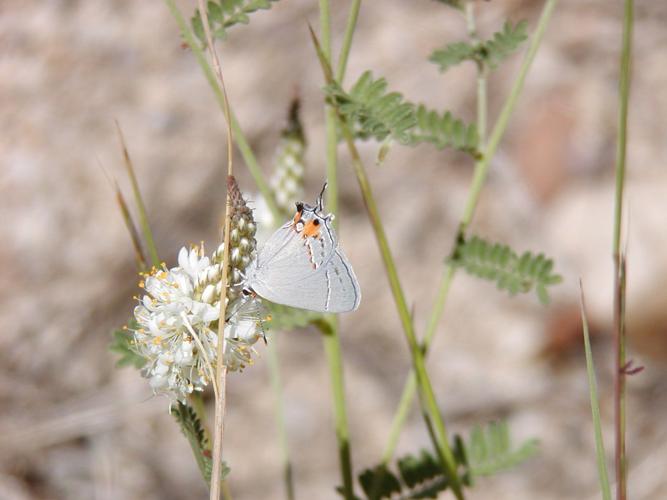 Katy Prudic and eButterfly