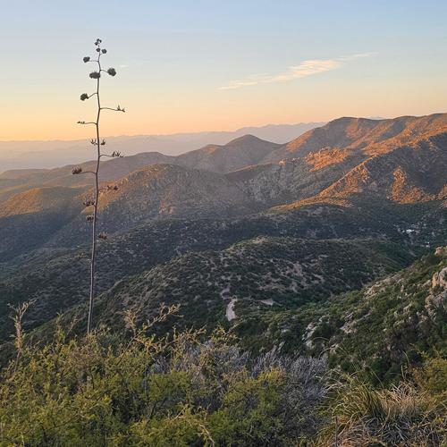 Our First Time Spring Seeking in Sierra San Diego