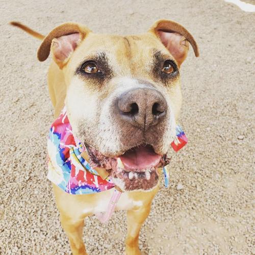 Adopt a friend: Maple