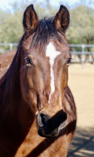 Adopt a friend: Delta