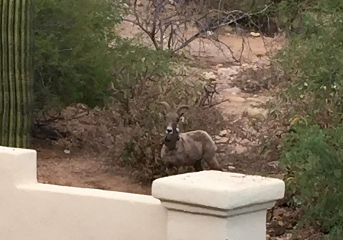 Bighorn sheep