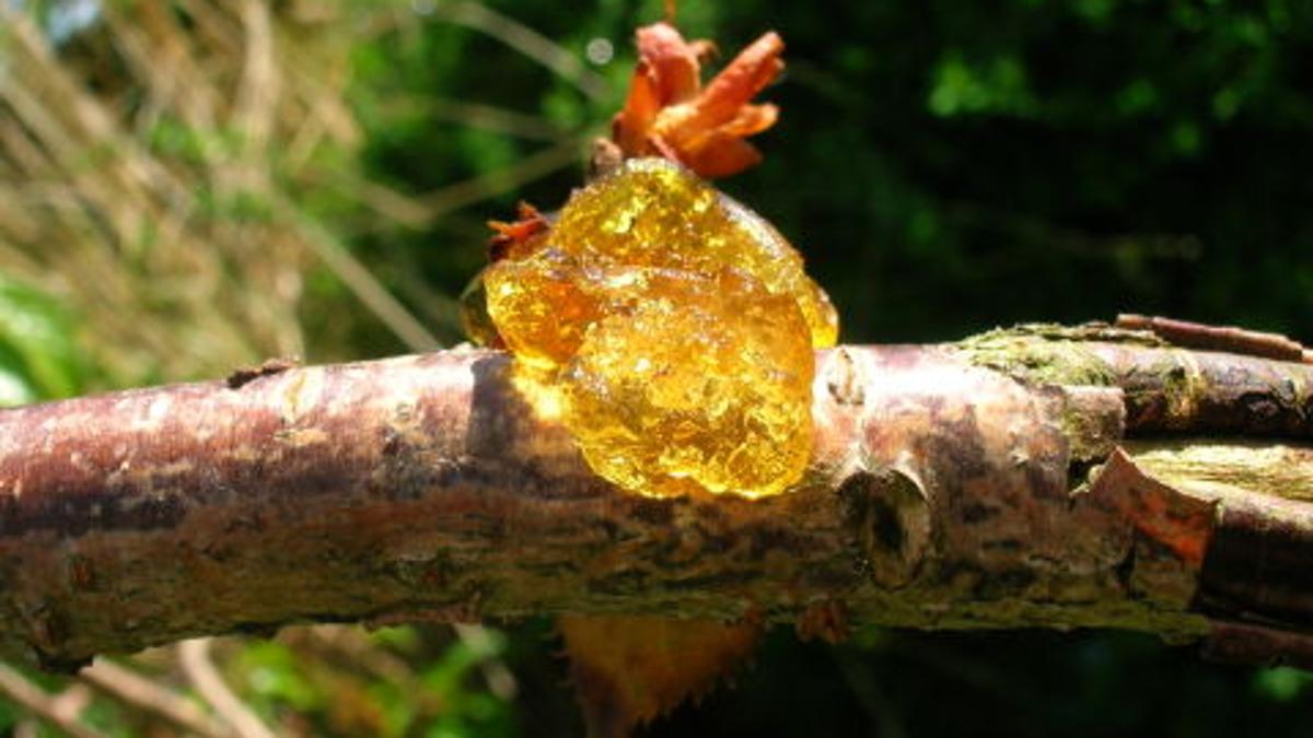 Saving Your Citrus Tree Home Garden Tucson Com Saving Your Citrus Tree Home Garden Tucson Com