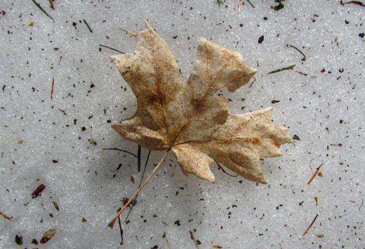 Leaf on snow