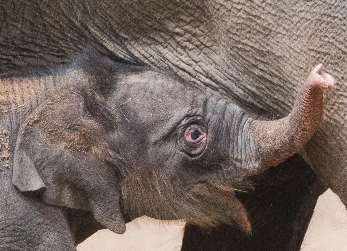Baby zoo animals