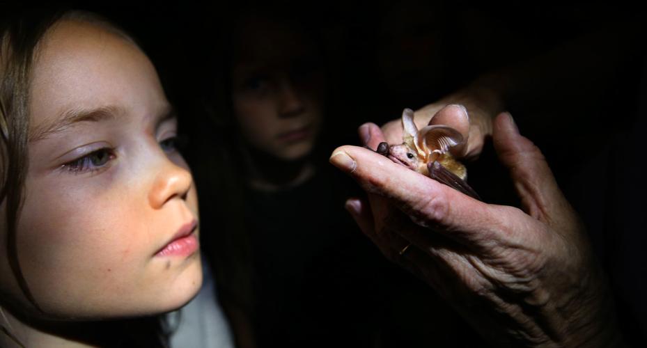 Bat Night at Mission Gardens