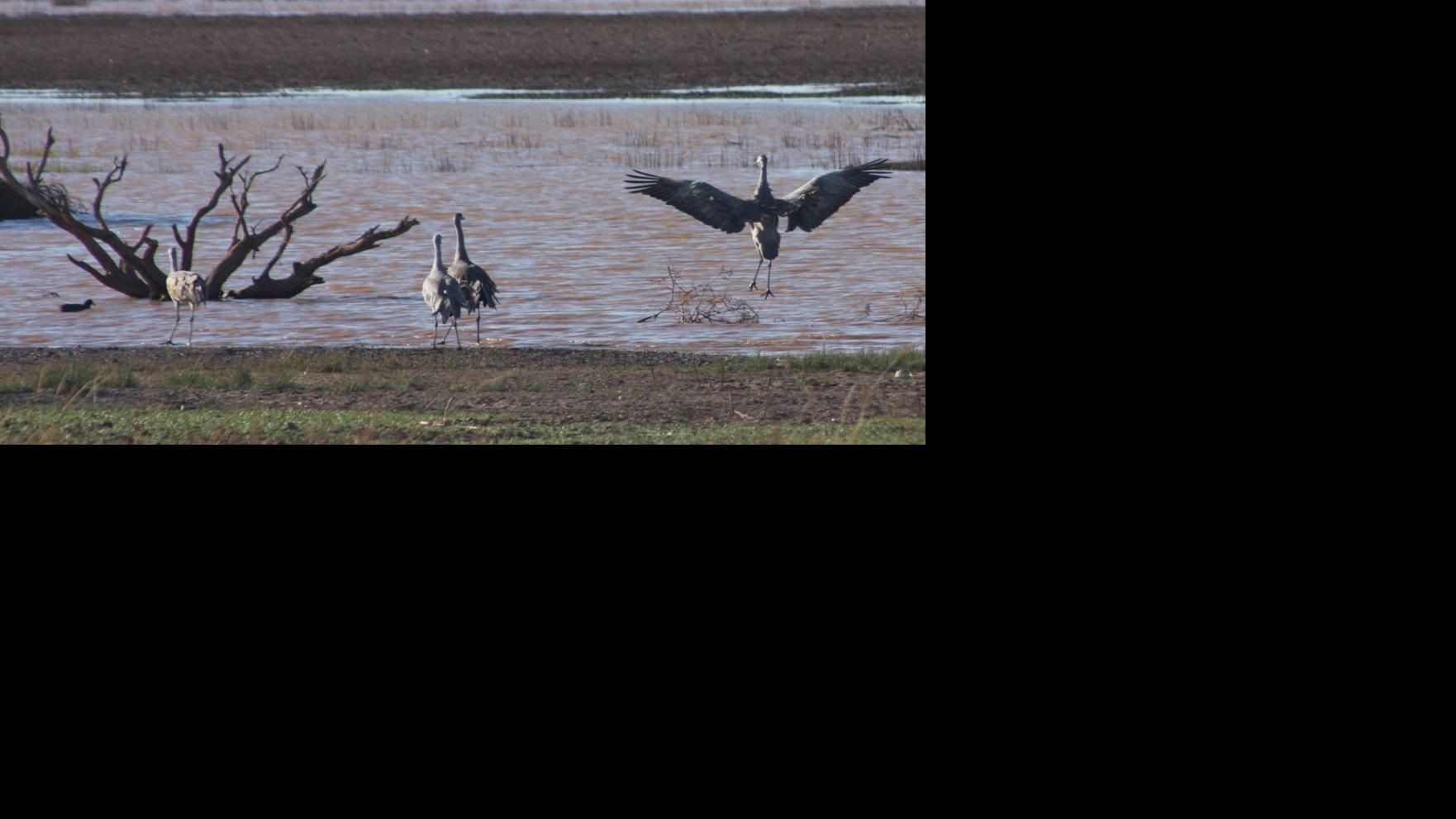 Thousands of sandhill cranes soar into Southern Arizona