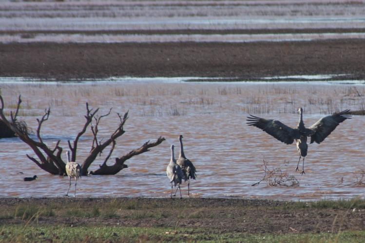 Dancing sandhill crane