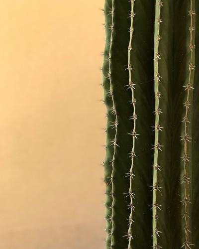 Closeup of a cactus