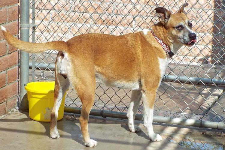 Adopt A Friend: Socks