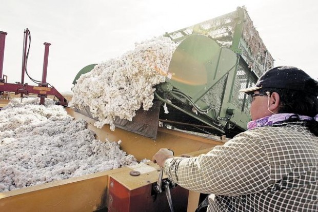 Cotton gin era may be near an end  