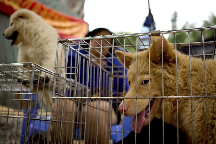 China Dog Eating Festival