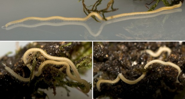 Long story short: UA expert rediscovers a rare millipede    