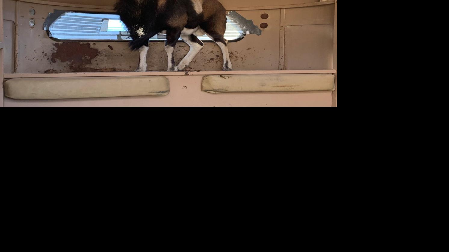 Exotic sheep abandoned in Sahuarita finds new home on border ranch