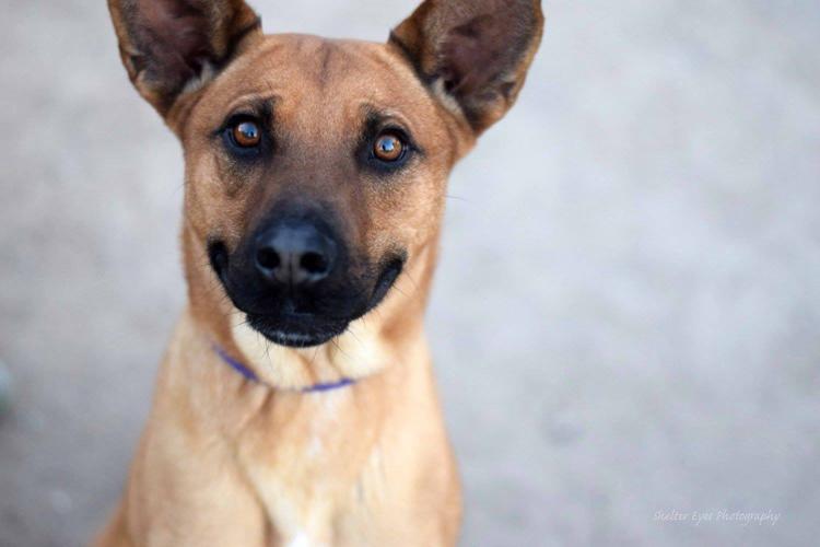 Adopt A Friend: Harry