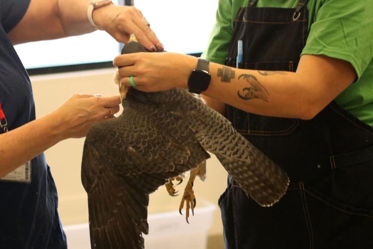 New study shows nearly half of bald eagles affected by chronic lead poisoning