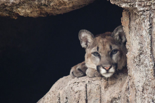 Museum's lion cub to get his name today