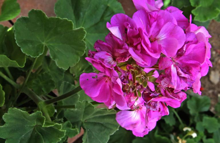 Flowering and edible plants