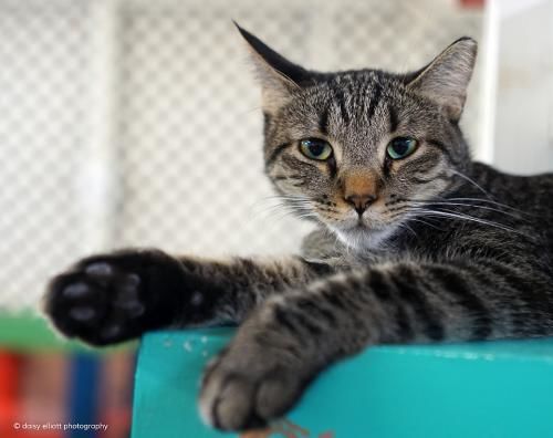 Adopt a friend: Morpheus