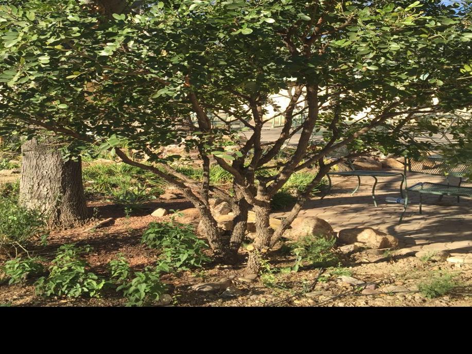 Yellowing Leaves On Texas Mountain Laurel Tucson Com