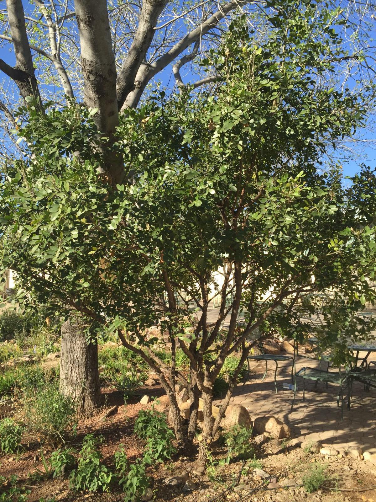 Yellowing leaves on Texas mountain laurel