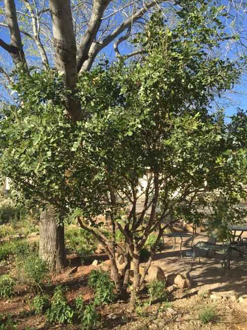 Yellowing Leaves On Texas Mountain Laurel Tucson Com