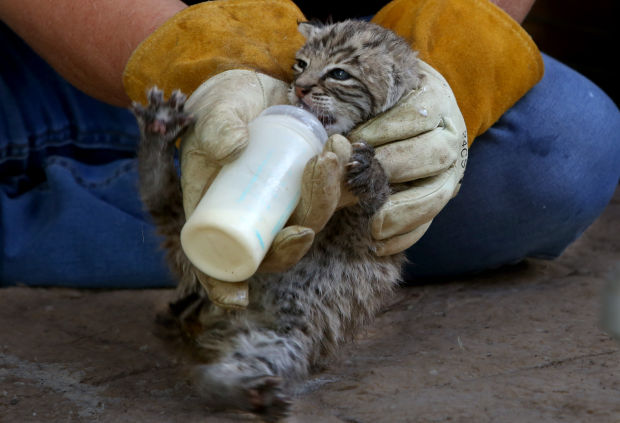 Tucson Wildlife Center