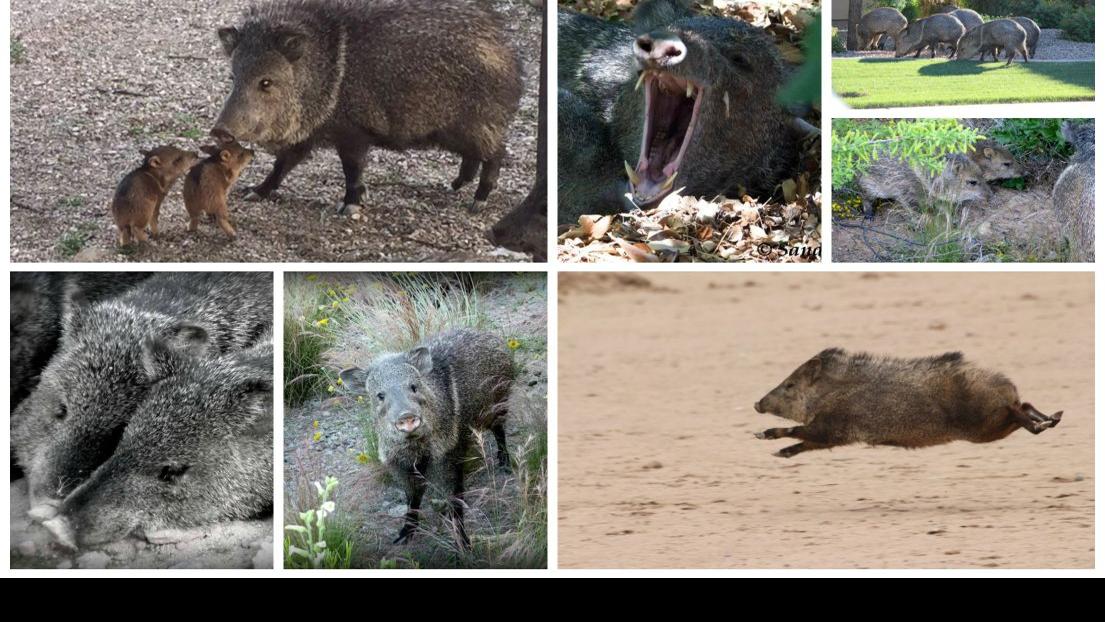 48 photos that prove javelinas are the cuties of the desert Outdoors