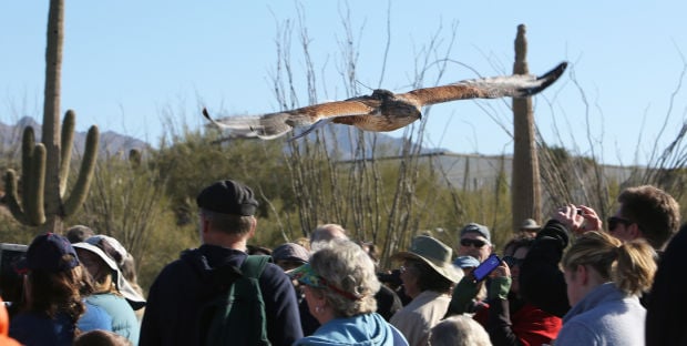Animals at the Arizona Sonora Desert Museum