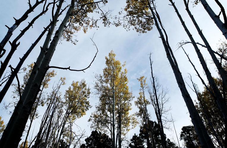 Fall colors on Mount Lemmon