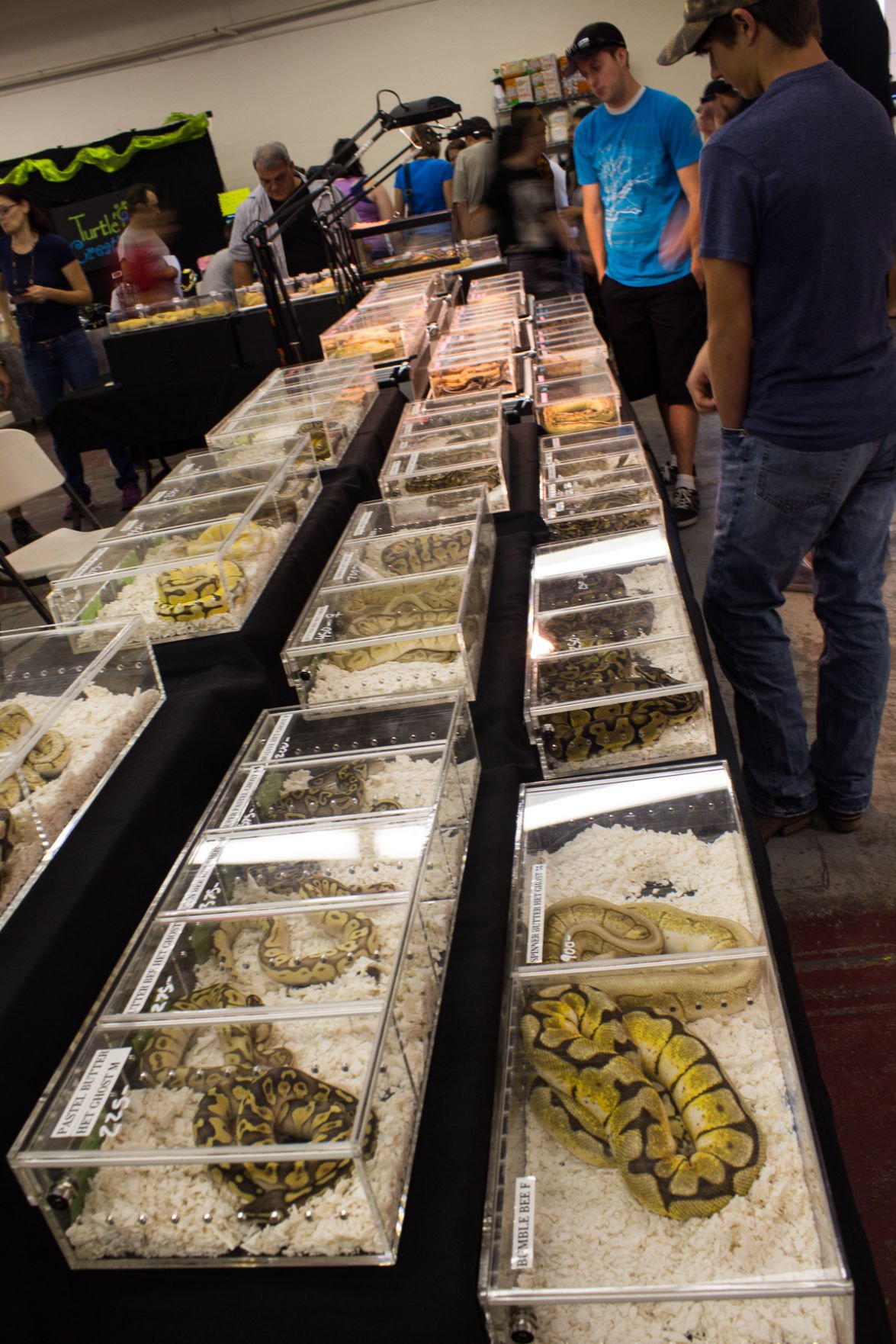 Exotic and rare share space at one of nation's largest reptile shows