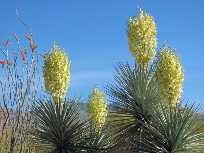 Yucca and ocotillo