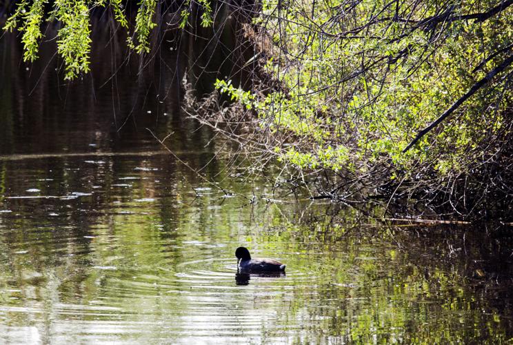Sweetwater Wetlands