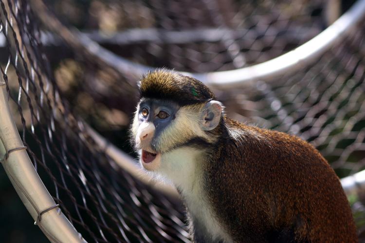 Playful red-tailed monkeys swing into Tucson's Reid Park Zoo