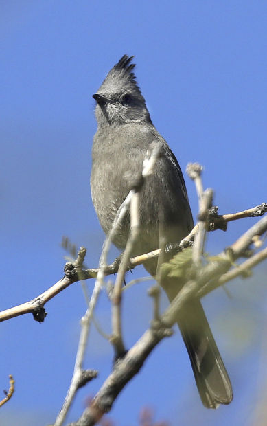 Sabino Canyon the spot for good bird-watching