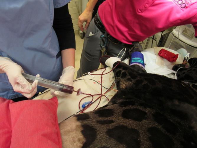 Jaguar blood transfusion