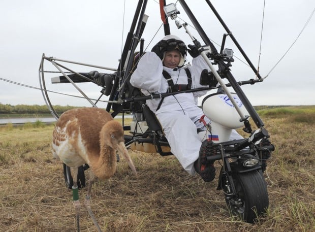 Putin, in motorized hang glider, leads young cranes in flight south    