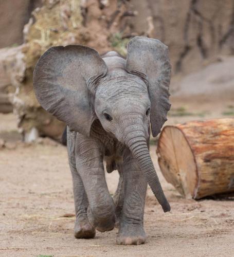Although Tucson shares its birthday with some greats - Nandi is kind of a big deal here