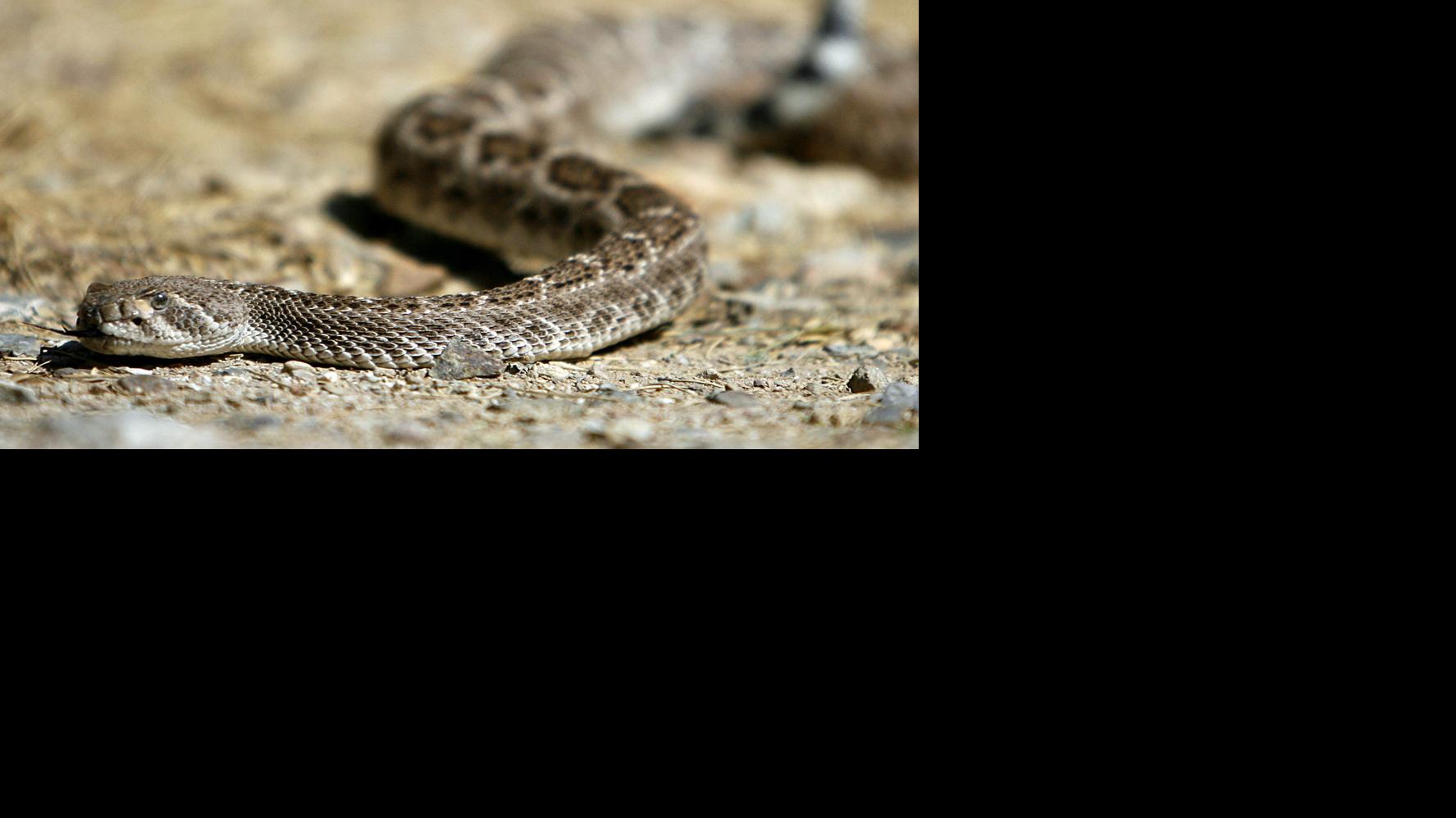 10 tips for surviving rattlesnake season in Tucson