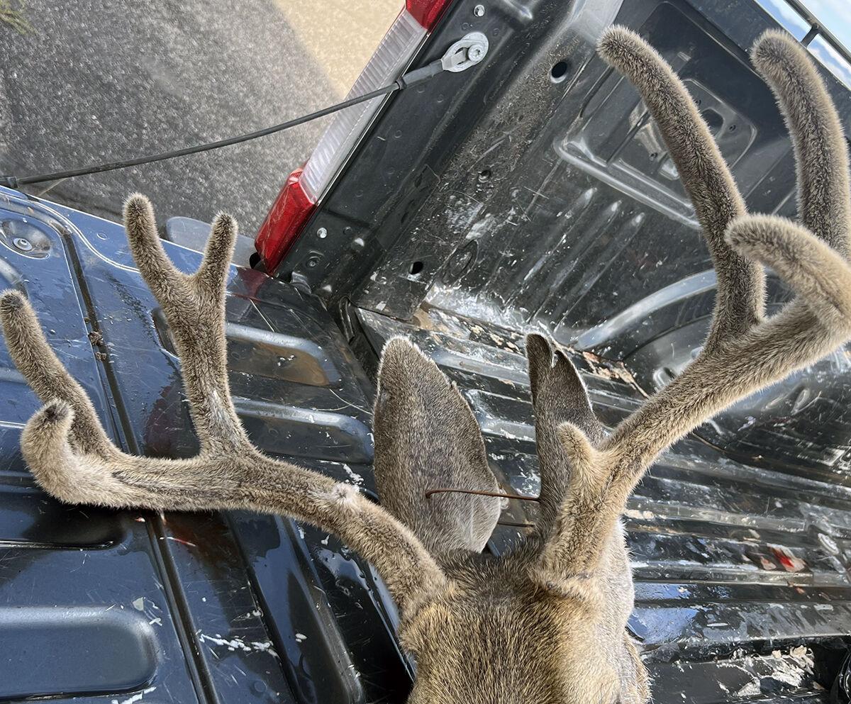 Arizona Game and Fish seeks tips in illegal killing of mule deer